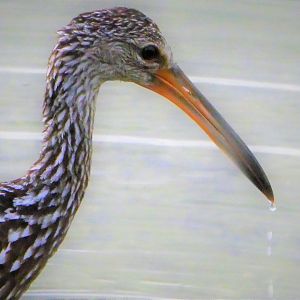 Limpkin