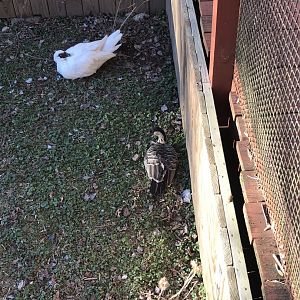 Mr.Wilson the Muscovy duck 2008-2021