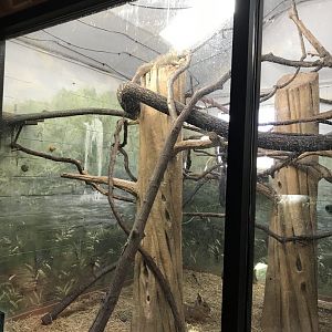 Green iguana/Patagonian Mara/Saki monkey exhibit