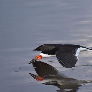 Black Skimmer (Rynchops niger)