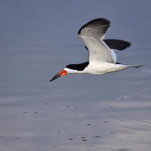 Black Skimmer (Rynchops niger)