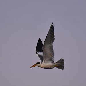 Yellow-billed Tern (Sternula superciliaris)