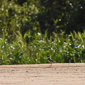 Pied Plover (Vanellus cayanus)