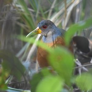 Grey-necked Wood Rail (Aramides cajaneus)
