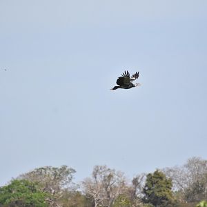 Horned Screamer (Anhima cornuta)