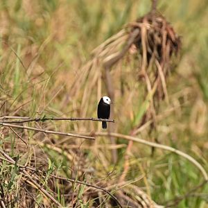White-headed Marsh Tyrant (Arundinicola leucocephala)