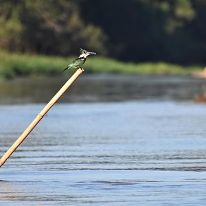 Amazon Kingfisher (Chloroceryle amazona)