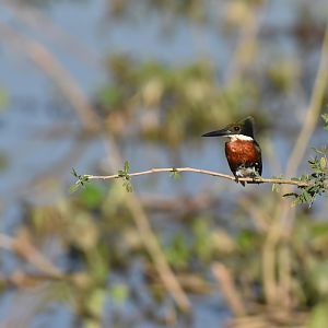 Green Kingfisher (Chloroceryle americana)