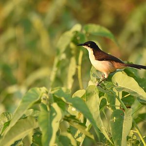 Black-capped Donacobius (Donacobius atricapilla)