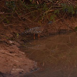 Sunbittern (Eurypyga helias)