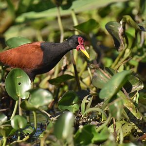 Wattled Jacana (Jacana jacana)