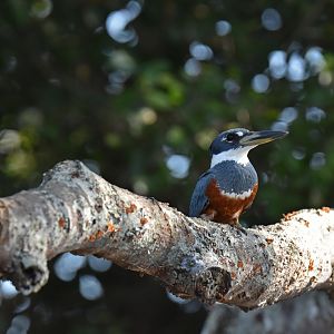 Ringed Kingfisher (Megaceryle torquata)