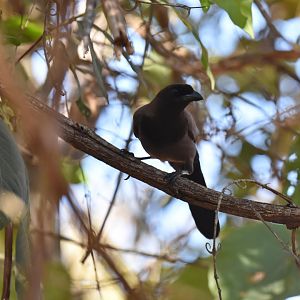 Purplish Jay (Cyanocorax cyanomelas)