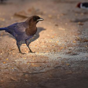 Purplish Jay (Cyanocorax cyanomelas)