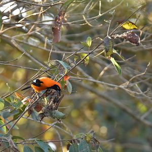 Orange-backed Troupial (Icterus croconotus)