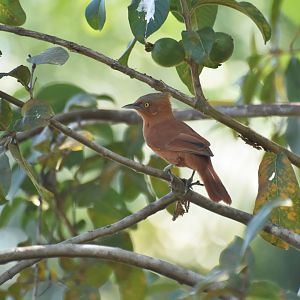 Grey-crested Cacholote (Pseudoseisura unirufa)