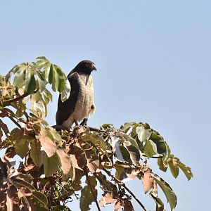 Bicoloured Hawk (Accipiter bicolor)