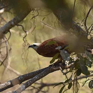 Black-collared Hawk (Busarellus nigricollis)
