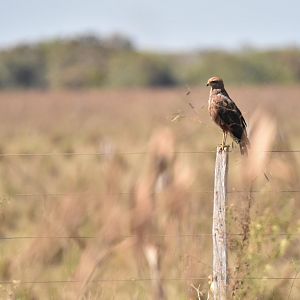 Savanna Hawk (Buteogallus meridionalis)