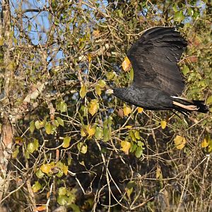 Great Black Hawk (Buteogallus urubitinga)