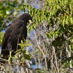 Great Black Hawk (Buteogallus urubitinga)