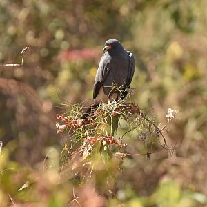 Snail Kite (Rostrhamus sociabilis)