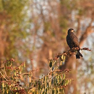 Snail Kite (Rostrhamus sociabilis)