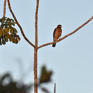 Roadside Hawk (Rupornis magnirostris)