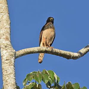 Roadside Hawk (Rupornis magnirostris)