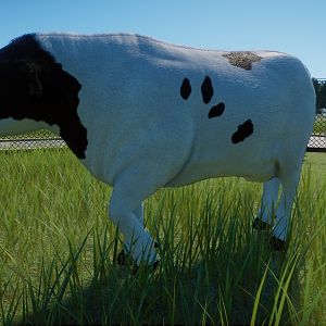 Holstein Cattle