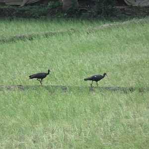 Red-naped Ibis (Pseudibis papillosa)