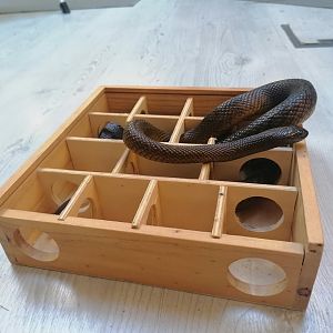 Inland taipan behavioral enrichment