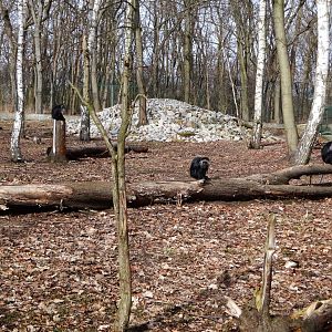 Colobus/ibex enclosure