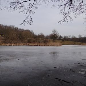 Africa exhibit and pond