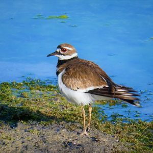 Killdeer