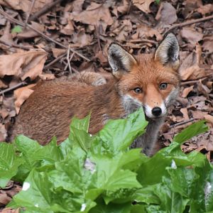 London Fox, Vulpes londonii