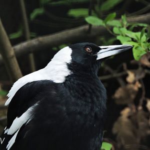 Australian magpie [2017]