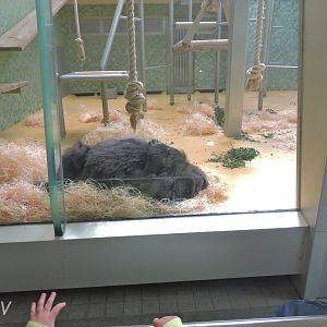 Fatou the gorilla [2017]