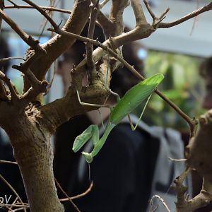 Giant Asian mantis [2017]