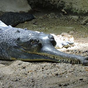 Gharial [2017]