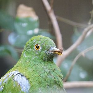 Orange-bellied fruit dove [2017]