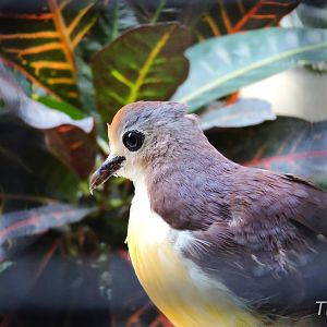 Cinnamon ground dove [2017]