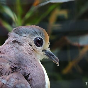Cinnamon ground dove [2017]