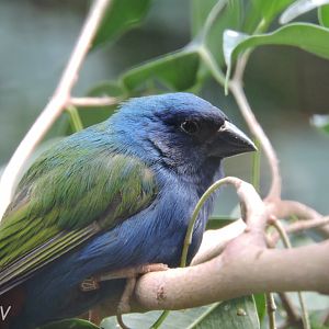 Tricolored parrotfinch [2017]