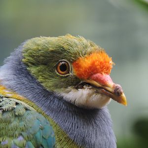 Orange-fronted fruit dove [2017]