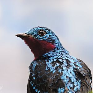 Spangled cotinga [2017]