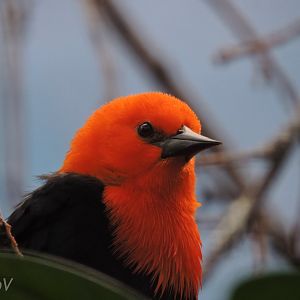 Scarlet-headed blackbird [2017]