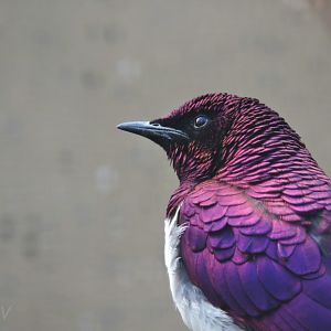 Violet-backed starling [2017]