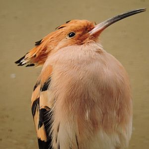 Eurasian hoopoe [2017]