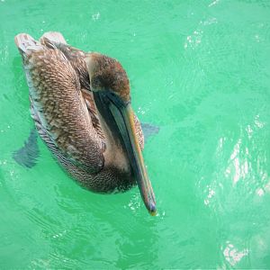 Brown Pelican